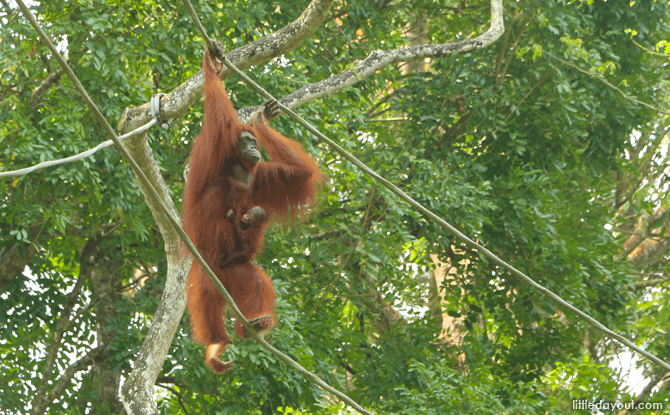 Orangutans at Singapore Zoo