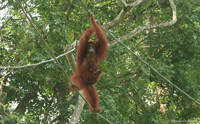 Singapore Zoo