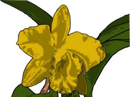 e-orchid