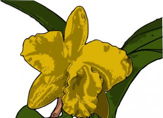 Ways To Hang Out Online With Friends e-orchid