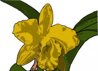 e-orchid
