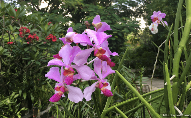 Orchids at HortPark