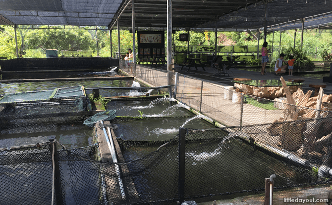 Mainland Tropical Fish Farm's Outdoor Ponds