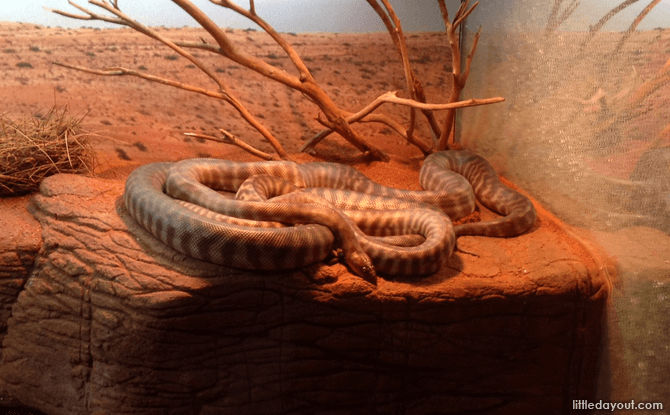 Top Perth Attractions To Visit With Kids: Around The City, Swan Valley, Margaret River 8 Have an animal encounter at Perth Zoo