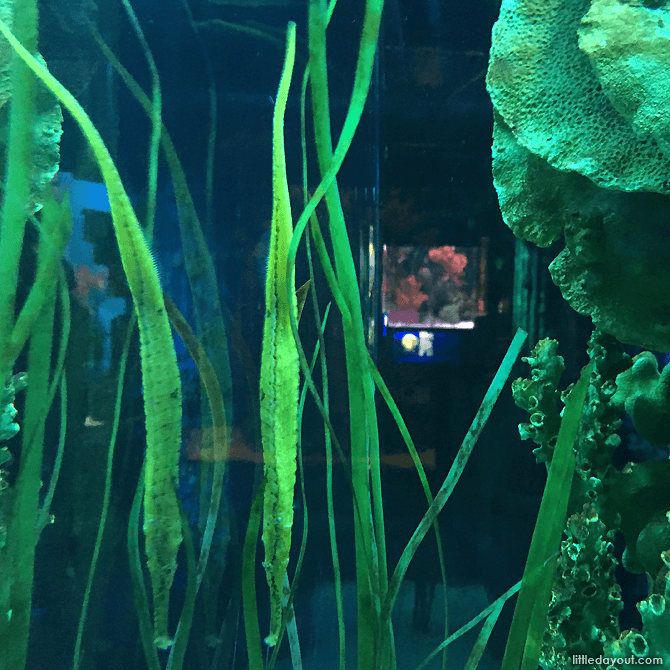 Alligator Pipefish, Sea Horse Kingdom, SEA LIFE Bangkok