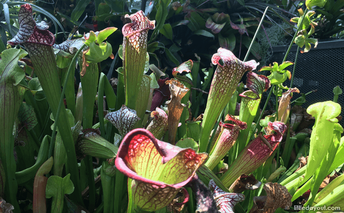 Pitcher Plants