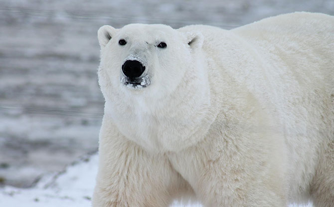 50+ Polar Bear Jokes That Will Help To Break The Ice With Laughter