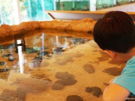 Viewing Pool at the Sisters Island Public Gallery