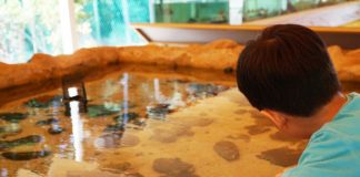 Viewing Pool at the Sisters Island Public Gallery