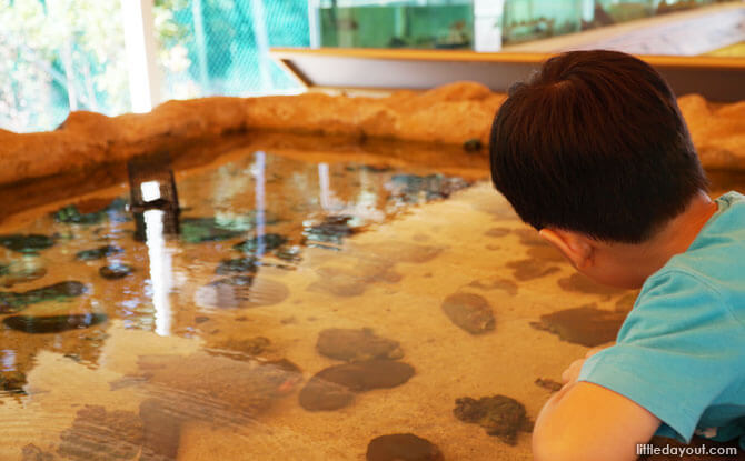 Sisters' Islands Marine Park Public Gallery On St John's Island Viewing Pool at the Sisters Island Public Gallery