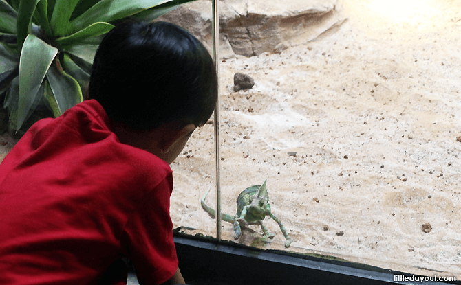 Reptopia - Happy Birthday Singapore Zoo