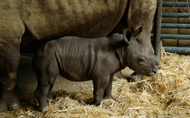 Baby White Rhino at Singapore Zoo