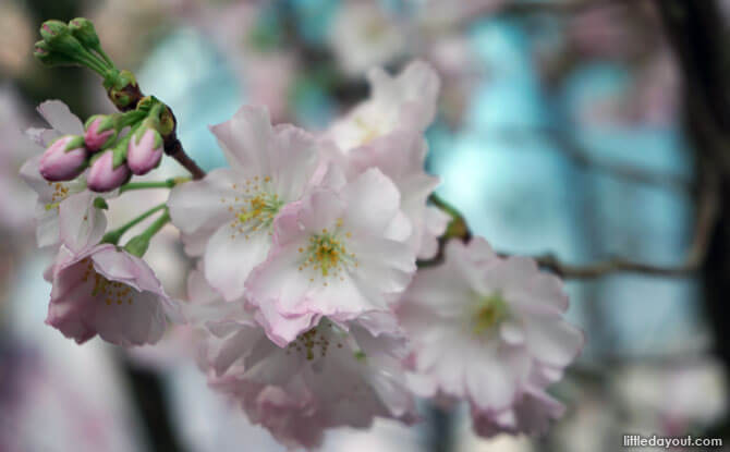 Sakura