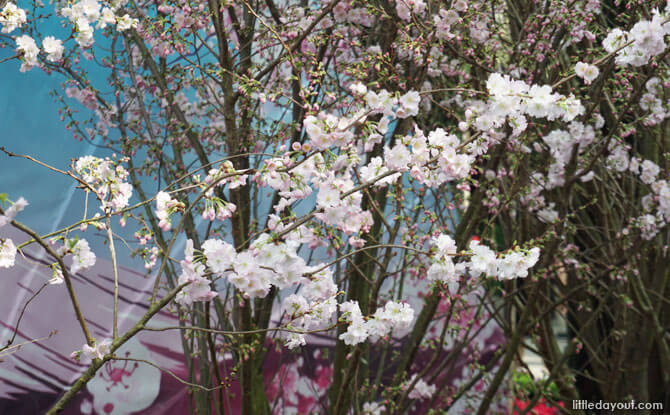 Five Things To Know About Gardens by the Bay's Cherry Blossom Festival 2018