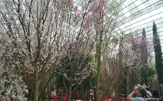Sakura trees