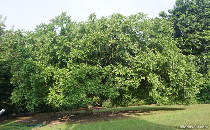 The Story Of The African Sausage Tree At Singapore Botanic Gardens