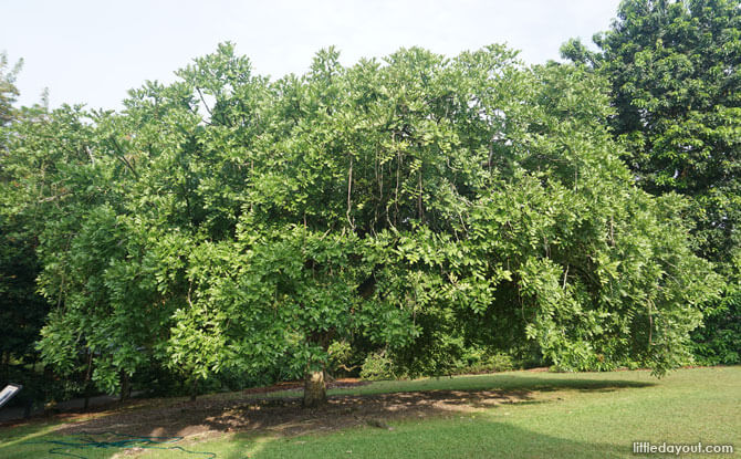 The Story Of The African Sausage Tree At Singapore Botanic Gardens The Story Of The African Sausage Tree At Singapore Botanic Gardens