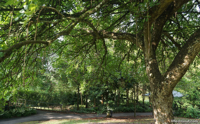 Under the African Sausage Tree