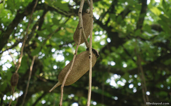 Young fruit of the African Sausage Tree