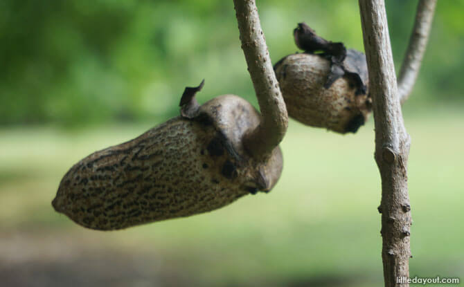 African Sausage Tree's young fruit