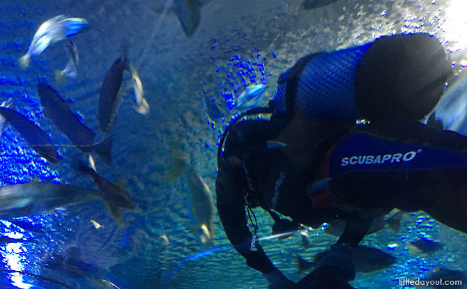 Living Ocean at KLCC Aquarium