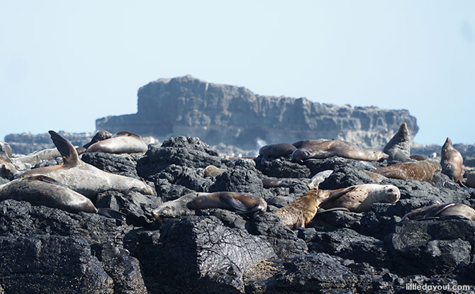 Phillip Island EcoBoat Tour