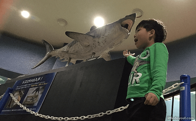 Shark exhibit at Otaru Aquarium