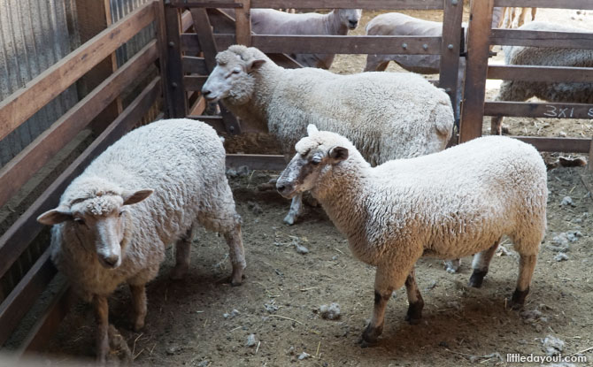 Churchill Island Heritage Farm