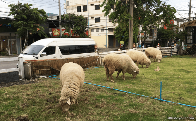 Sheep at Alpaca View