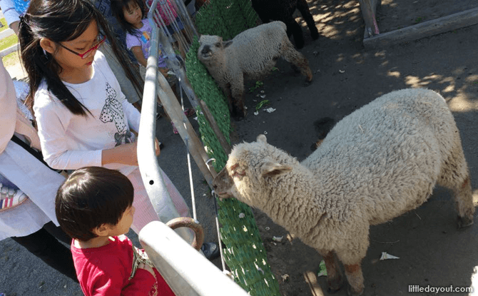 Encounter with sheep at Satoland