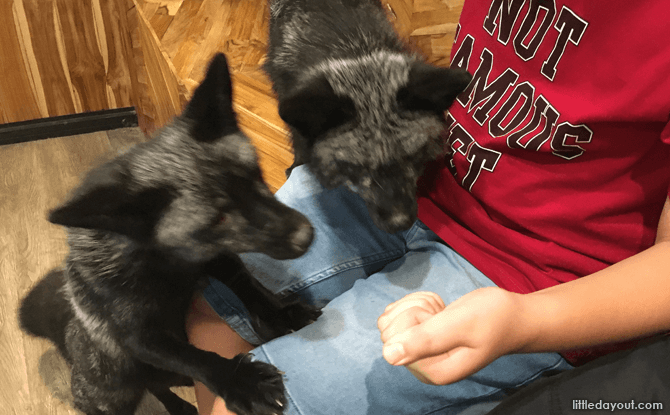 Playing with Silver Foxes at Little Zoo Cafe Bangkok Siam Square