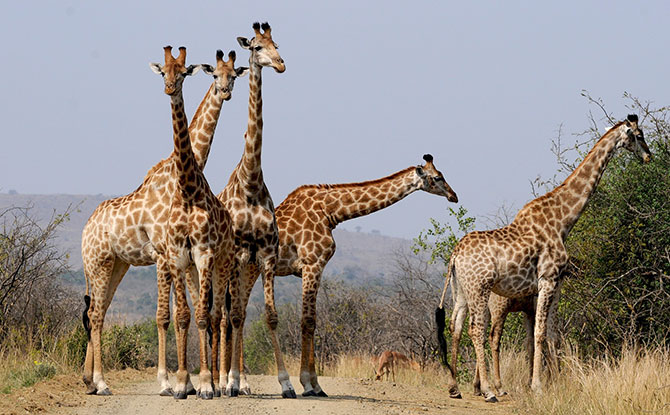 50+ Giraffe Jokes & Puns That Head and Shoulder Above All