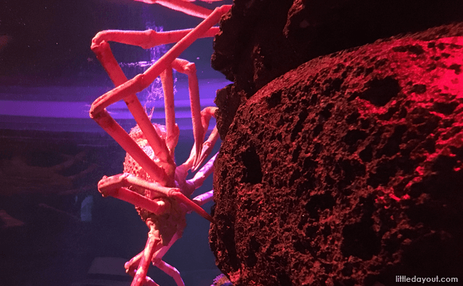 Giant Spider Crab