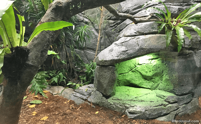 Can you spot the snake in this exhibit?