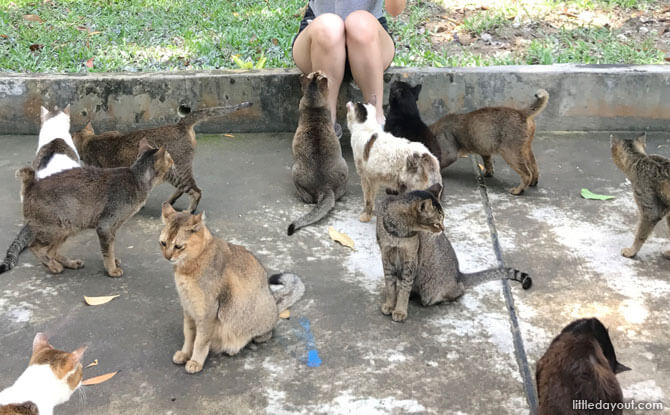 Meeting the cats at St John's Island