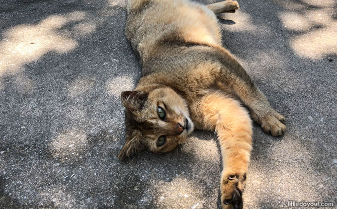 Cats on St John's Island