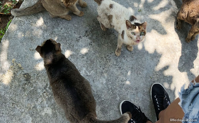 Cats living on St. John's Island