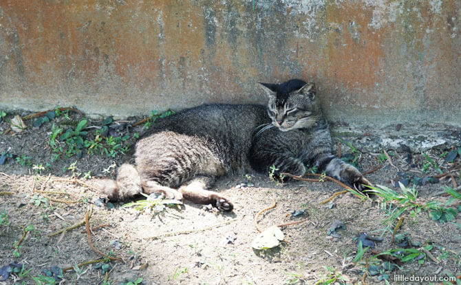 Cats at St John's Island