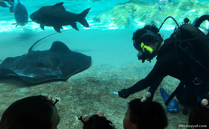 Giant stingray feeding, River Safari