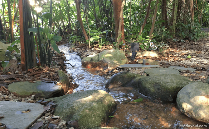 Mangrove Swamp area