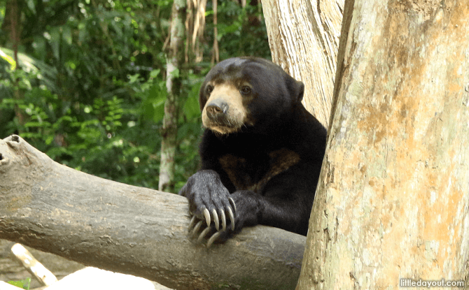 Malayan Sun Bear