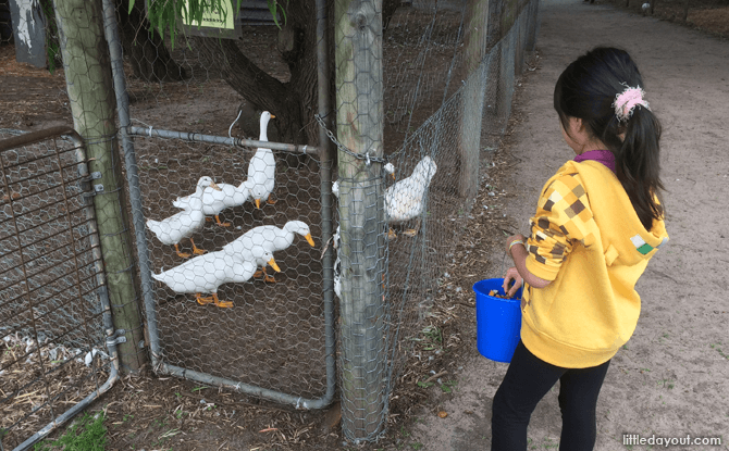 Top Perth Attractions To Visit With Kids: Around The City, Swan Valley, Margaret River 28 Sunflowers Animal Farm, Margaret River