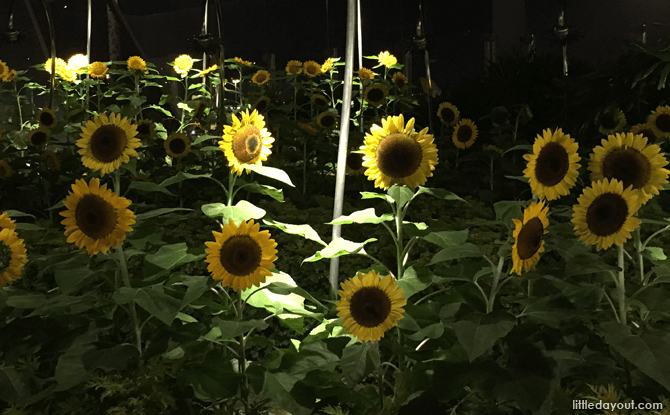 Sunflower Garden, Changi Airport