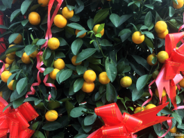 Tangerine plant for Chinese New Year
