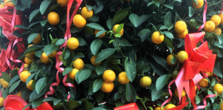 Tangerine plant for Chinese New Year