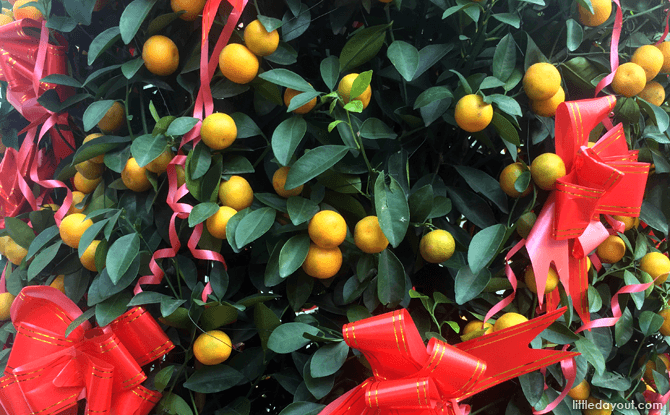 Tangerine plant for Chinese New Year