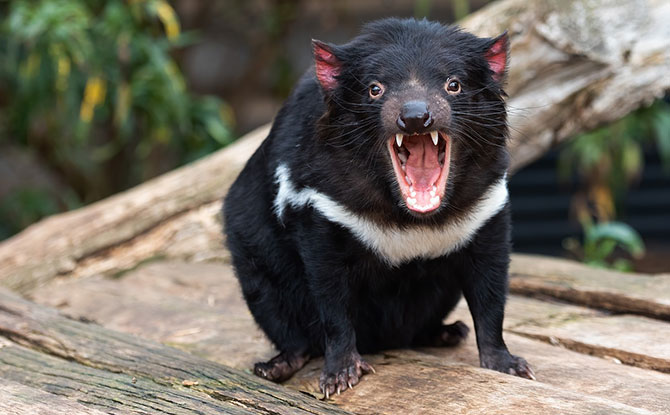 Tasmanian Devil Activities
