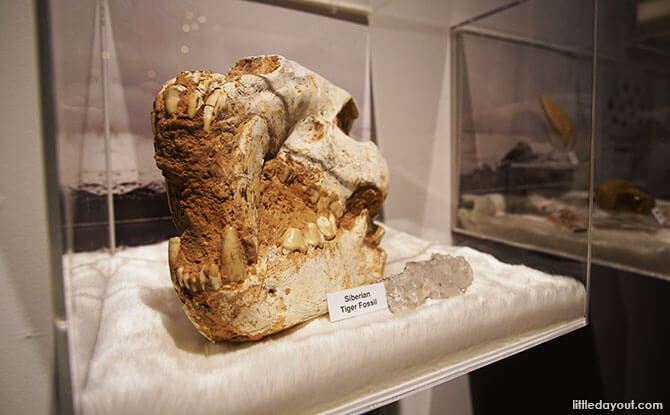 Fossilised Siberian Tiger Skull