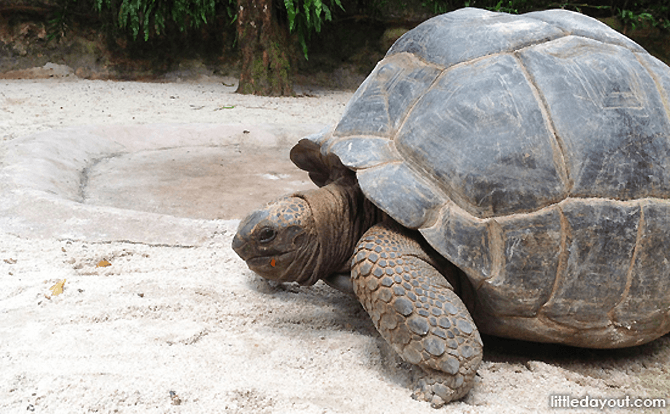 Aldabra giant tortoise