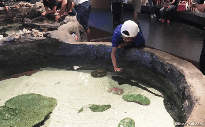 Touch Pool at AquariaKLCC